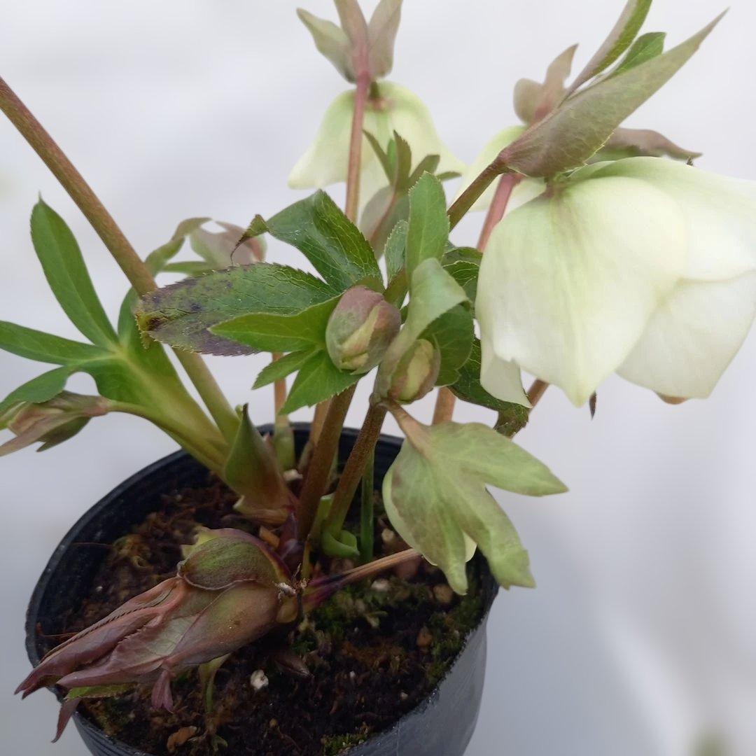 本日限り！値下げ！クリスマスローズ3個セット、苗、開花株