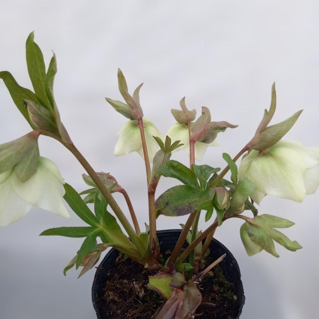 本日限り！値下げ！クリスマスローズ3個セット、苗、開花株