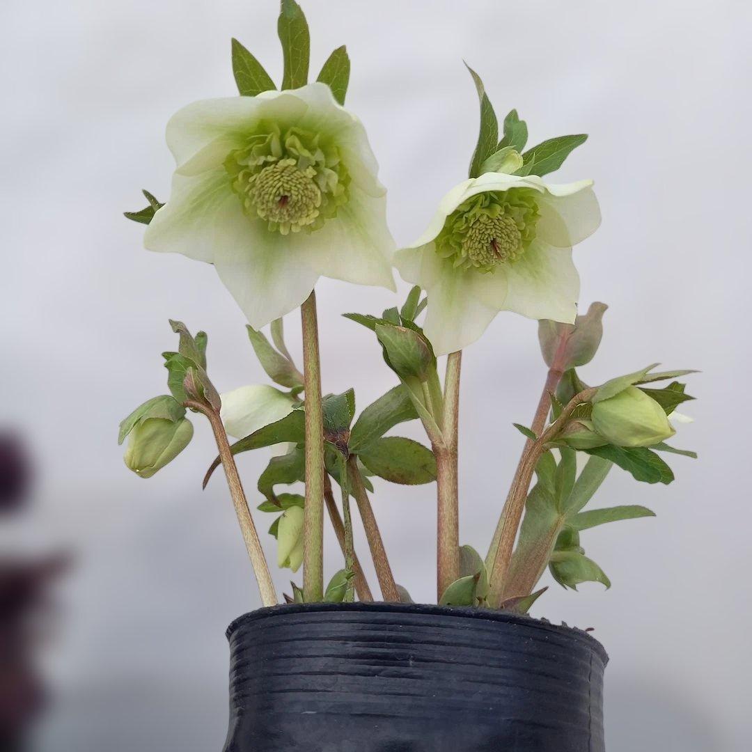 本日限り！値下げ！クリスマスローズ3個セット、苗、開花株