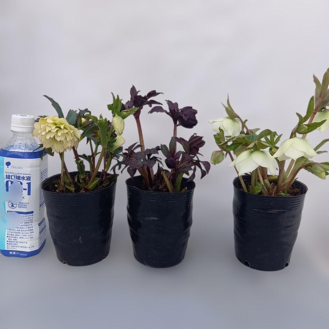 本日限り！値下げ！クリスマスローズ3個セット、苗、開花株