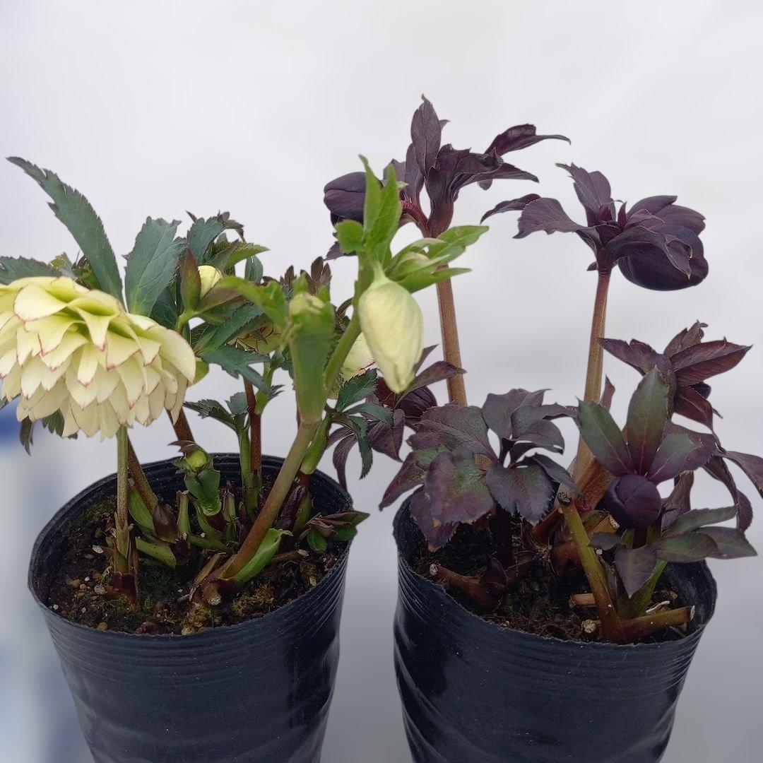 本日限り！値下げ！クリスマスローズ3個セット、苗、開花株