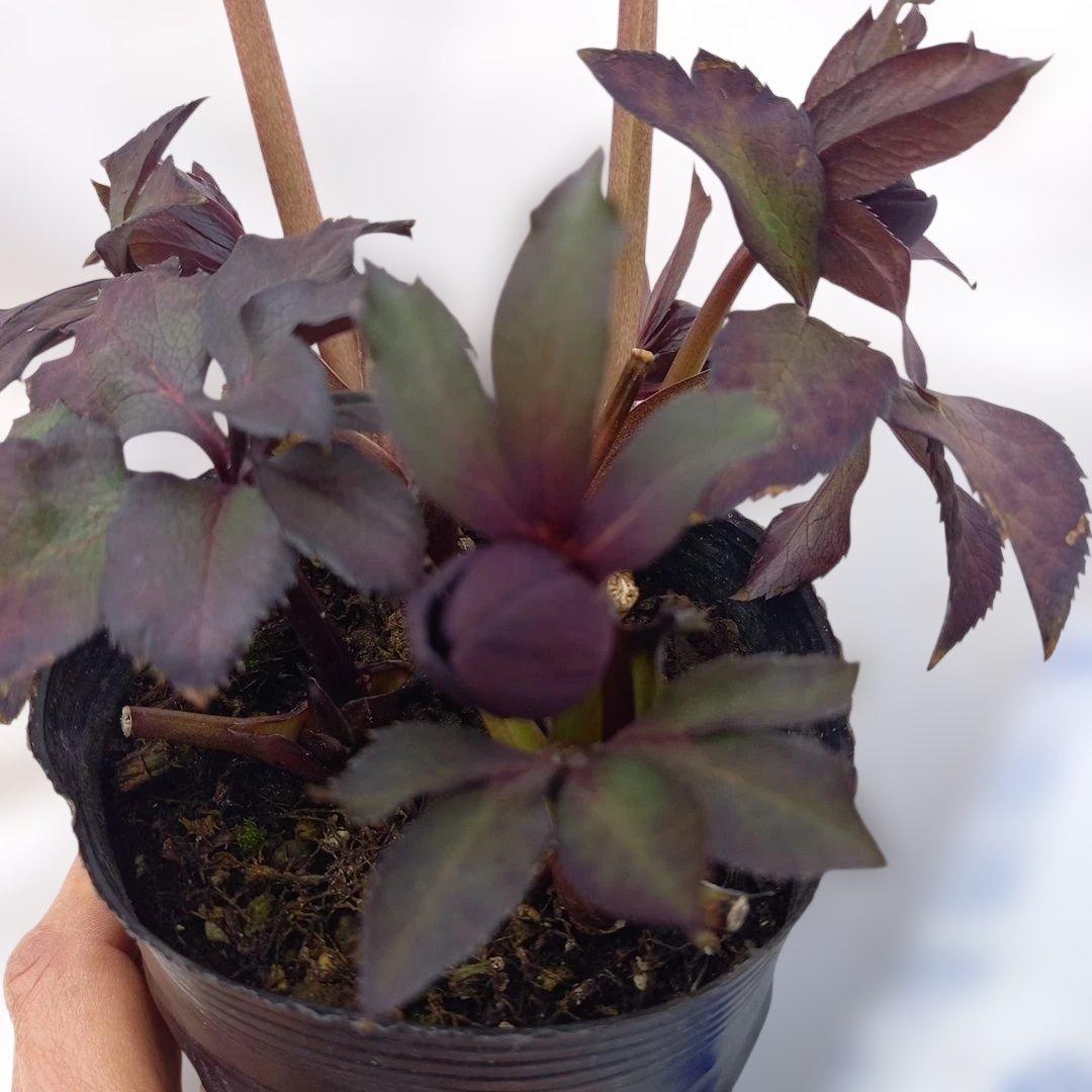 本日限り！値下げ！クリスマスローズ3個セット、苗、開花株