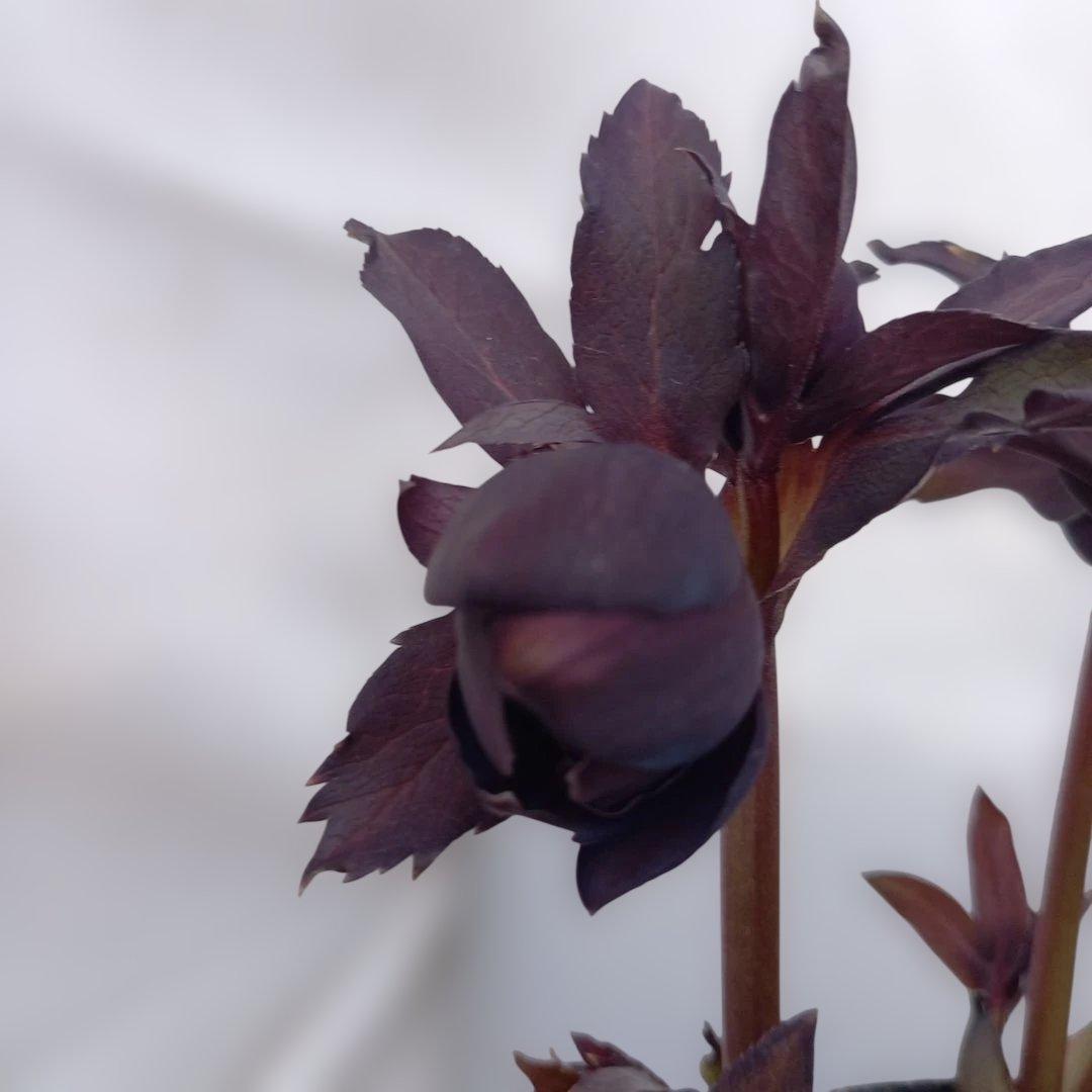 本日限り！値下げ！クリスマスローズ3個セット、苗、開花株