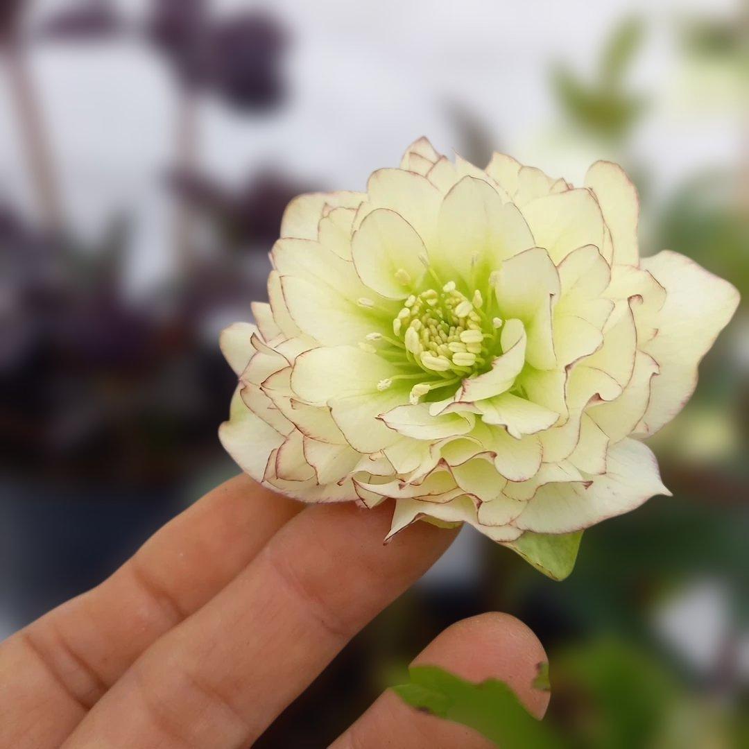 本日限り！値下げ！クリスマスローズ3個セット、苗、開花株