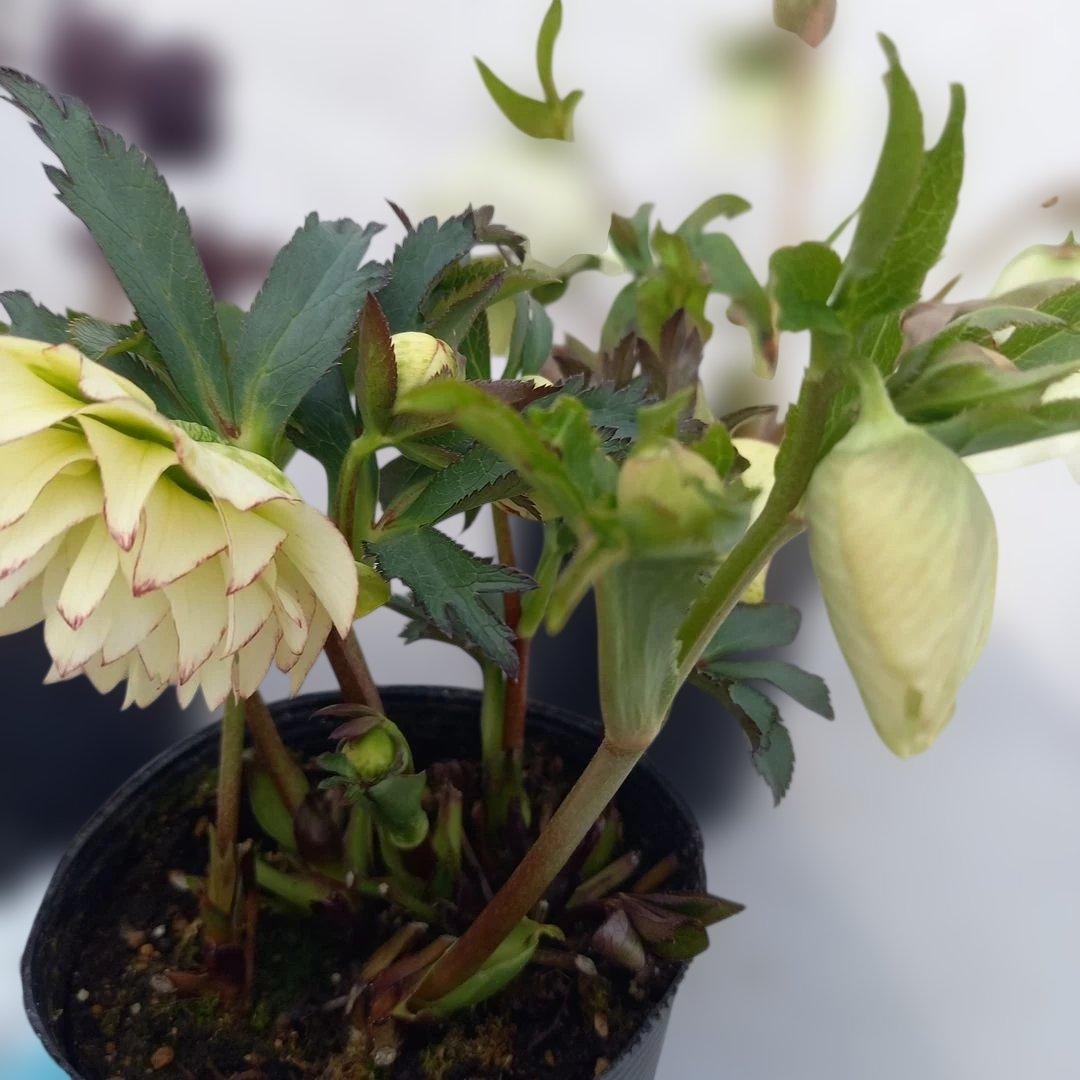 本日限り！値下げ！クリスマスローズ3個セット、苗、開花株