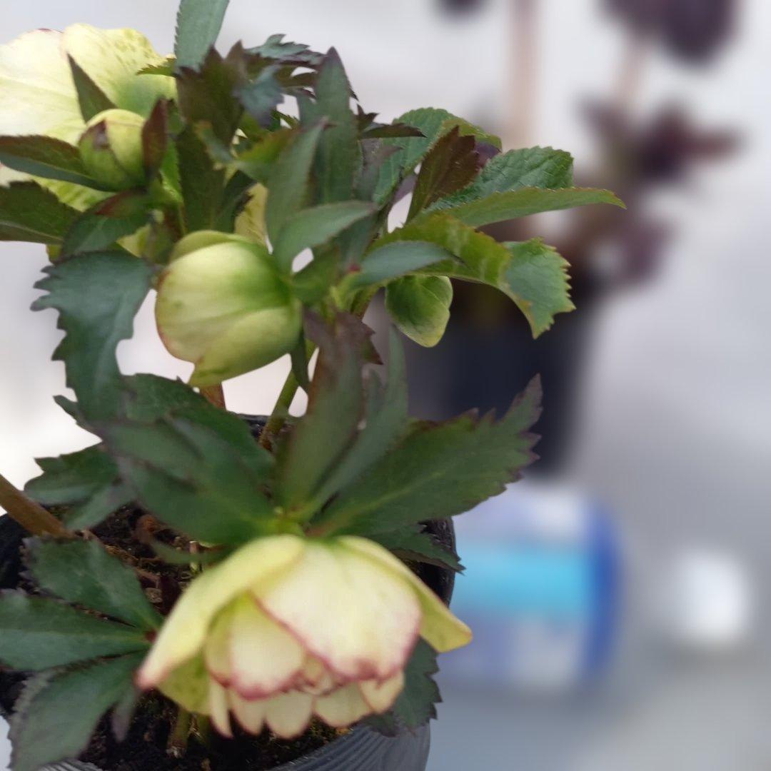 本日限り！値下げ！クリスマスローズ3個セット、苗、開花株