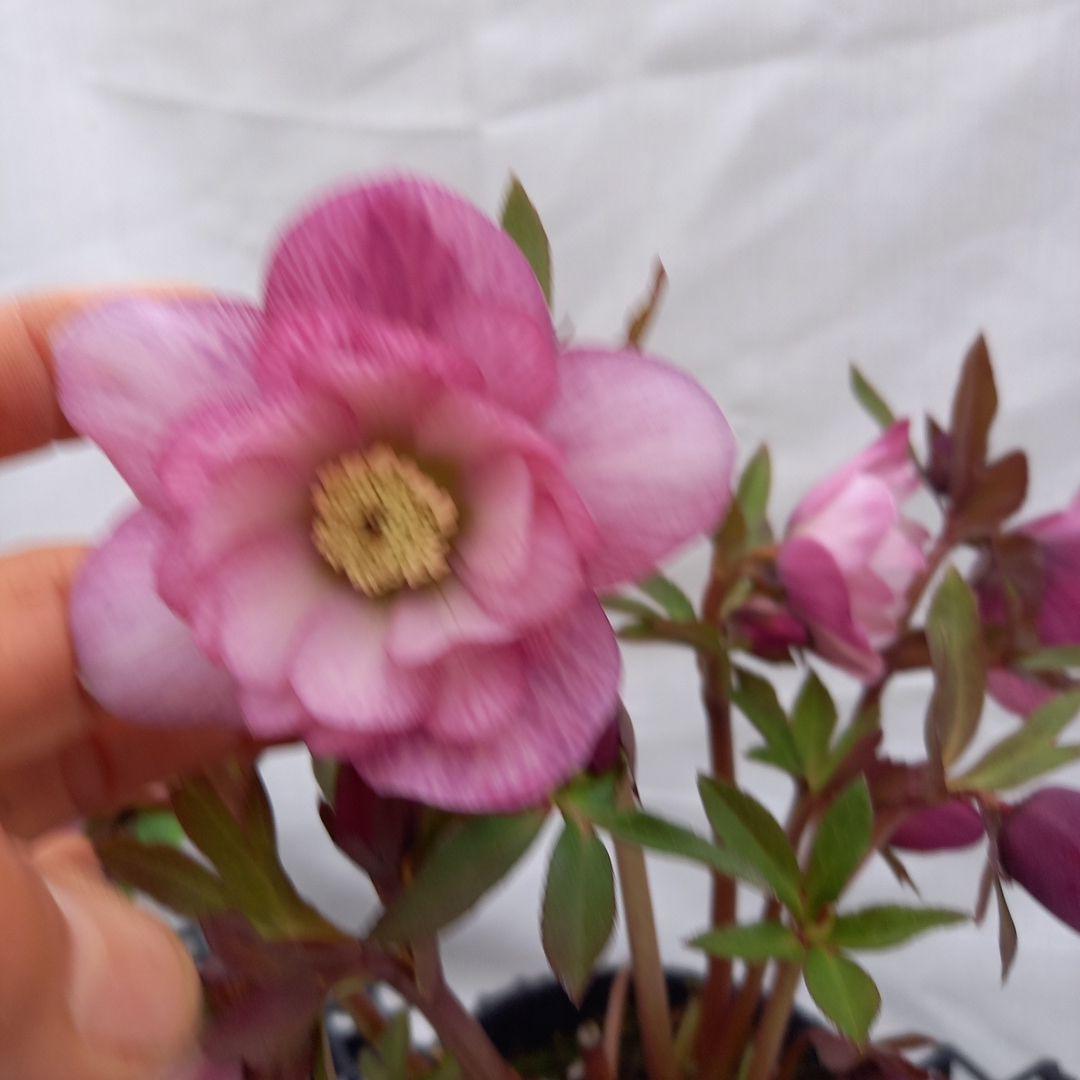 かわいい！クリスマスローズ2個セット、苗、開花株