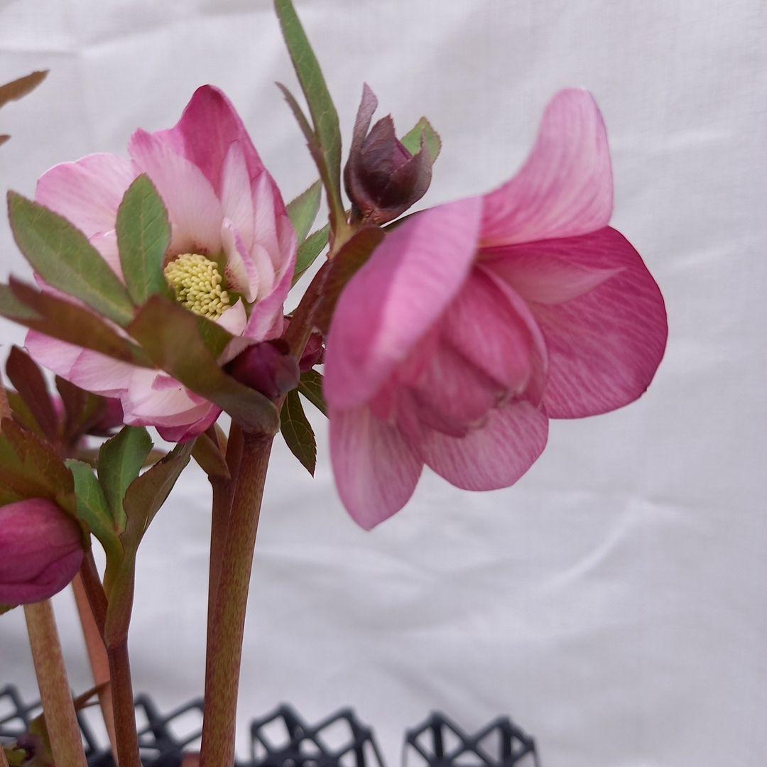 かわいい！クリスマスローズ2個セット、苗、開花株