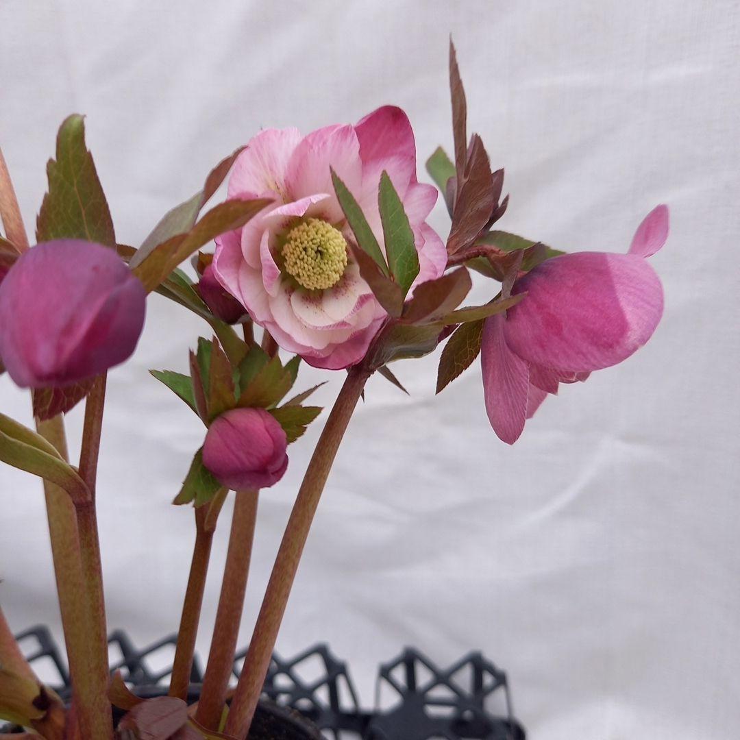 かわいい！クリスマスローズ2個セット、苗、開花株