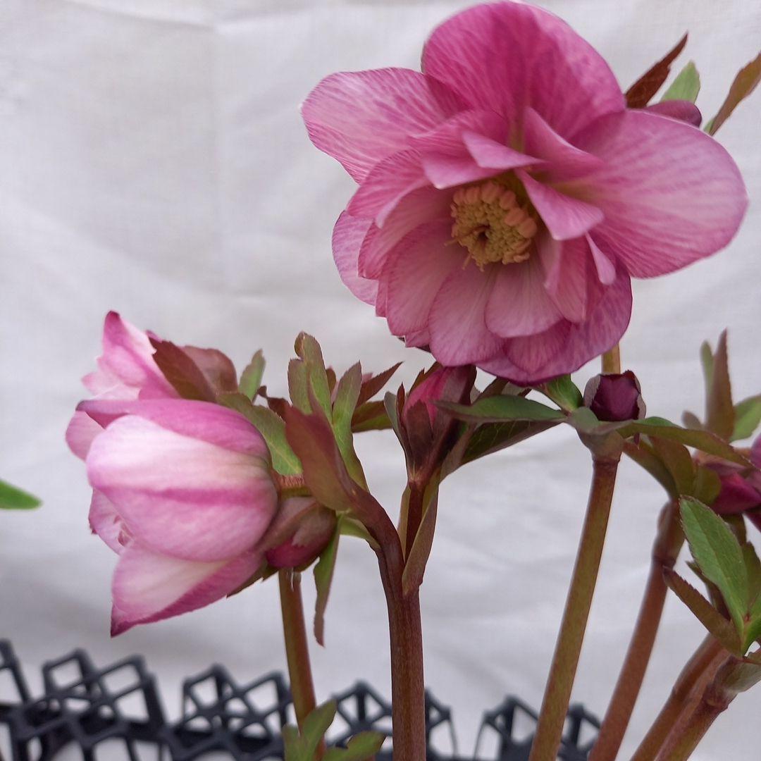 かわいい！クリスマスローズ2個セット、苗、開花株