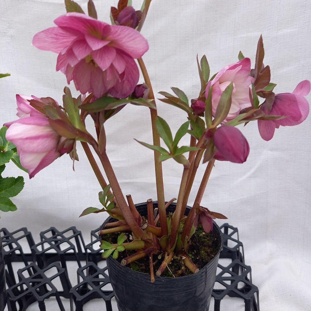 かわいい！クリスマスローズ2個セット、苗、開花株