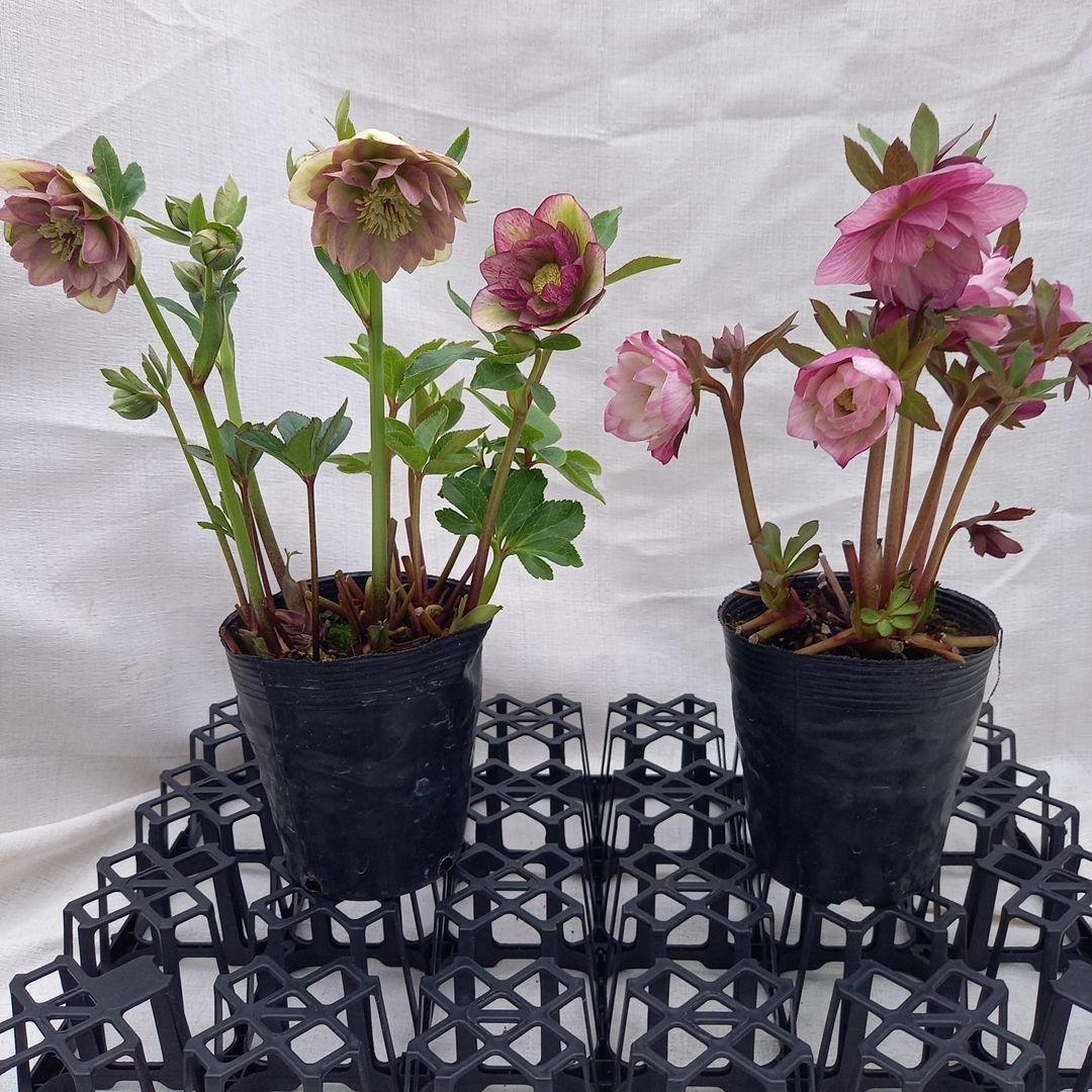 かわいい！クリスマスローズ2個セット、苗、開花株