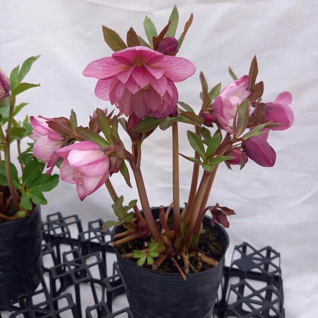 かわいい！クリスマスローズ2個セット、苗、開花株