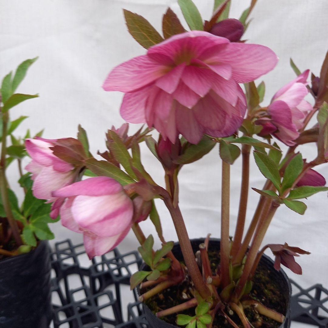 かわいい！クリスマスローズ2個セット、苗、開花株