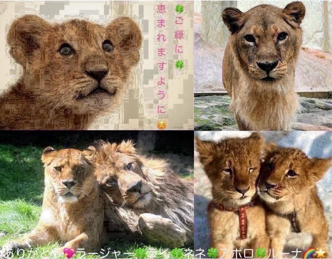 ディアボリックラヴァーズ 缶バッジ レイジ