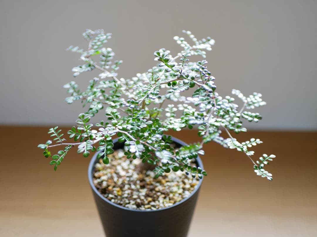 オペルクリカリアデカリー　優良形