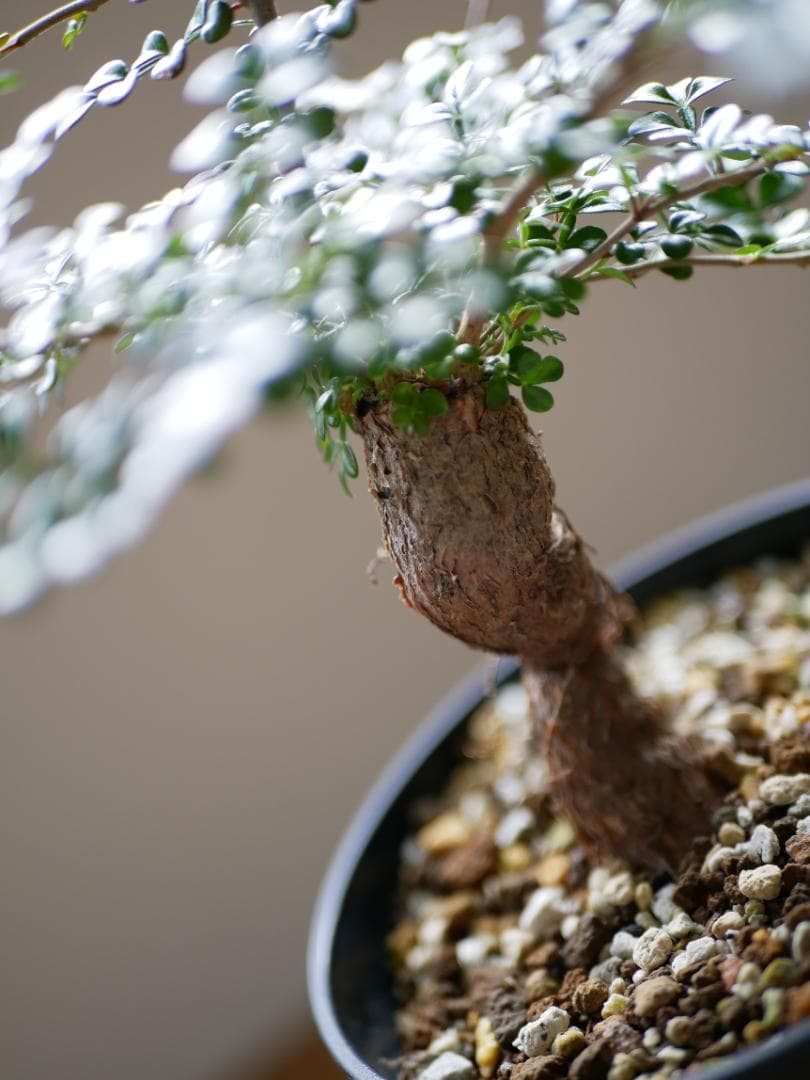 オペルクリカリアデカリー　優良形