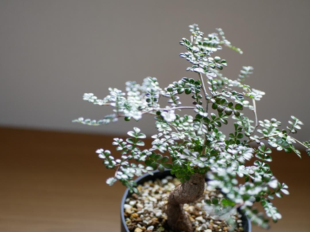 オペルクリカリアデカリー　優良形