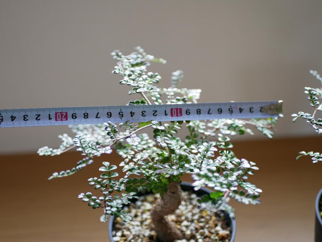 オペルクリカリアデカリー　優良形