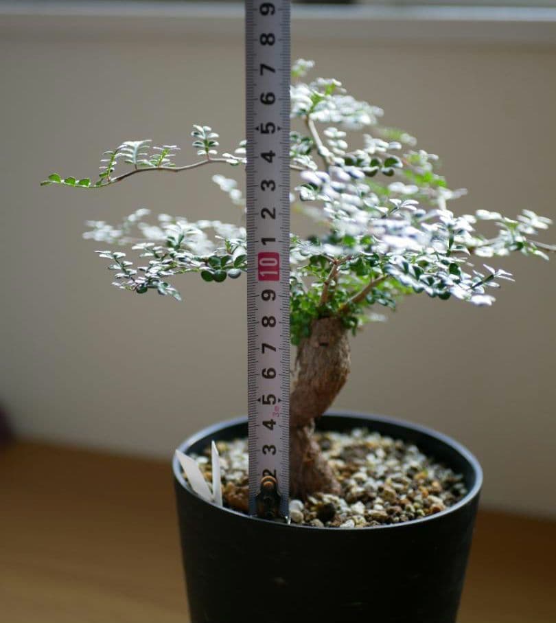 オペルクリカリアデカリー　優良形