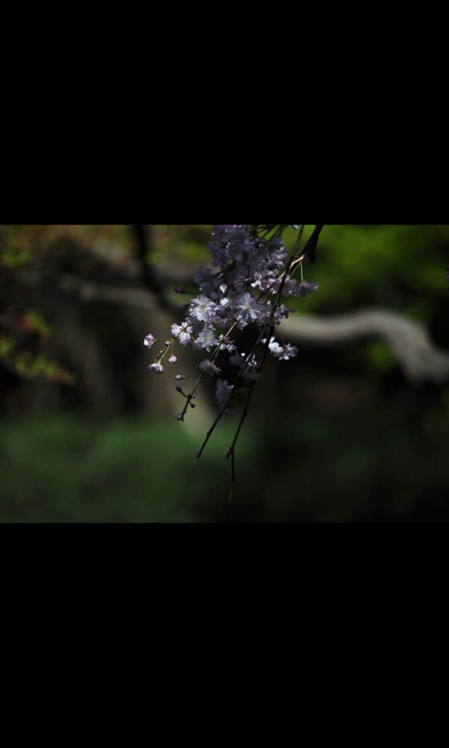 最終値下げ！　Nikon D5000 デジタル一眼レフカメラ　訳あり