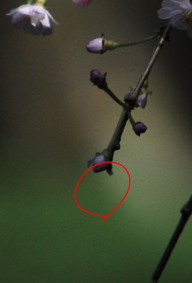 最終値下げ！　Nikon D5000 デジタル一眼レフカメラ　訳あり