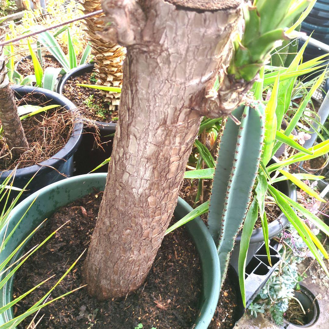 ユッカエレファンティペス青年の木2頭⑦アガベ チタノタドライガーデン大株良形