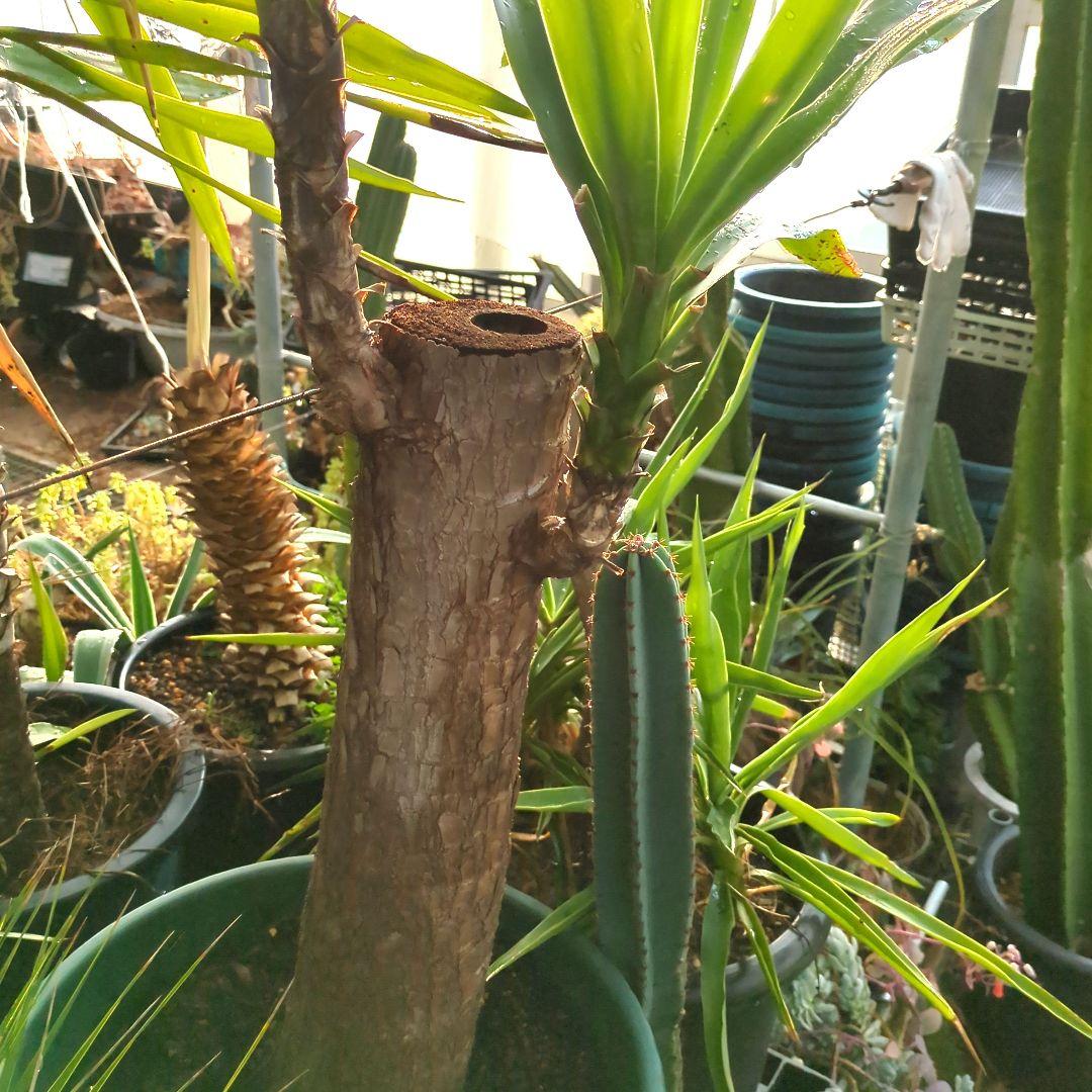 ユッカエレファンティペス青年の木2頭⑦アガベ チタノタドライガーデン大株良形