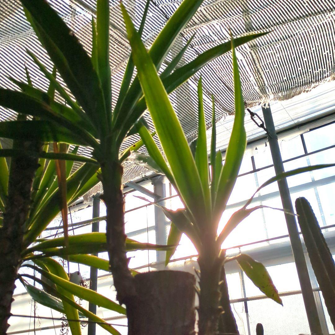 ユッカエレファンティペス青年の木2頭⑦アガベ チタノタドライガーデン大株良形