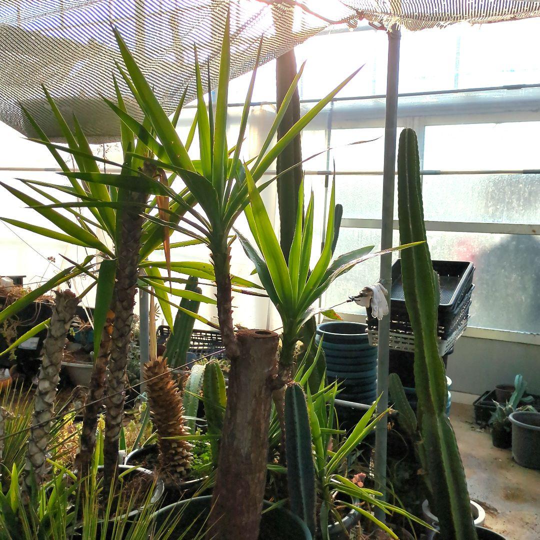 ユッカエレファンティペス青年の木2頭⑦アガベ チタノタドライガーデン大株良形
