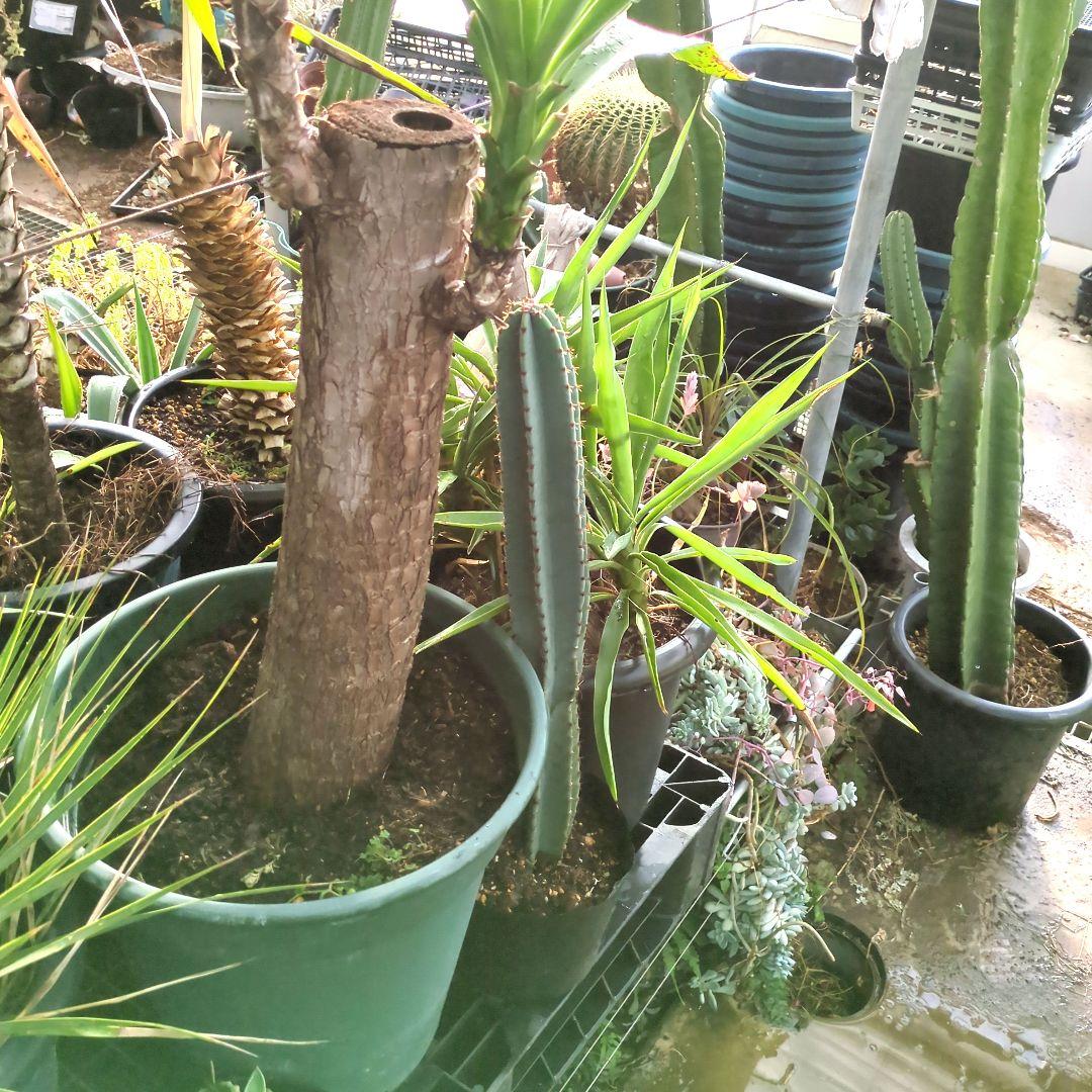 ユッカエレファンティペス青年の木2頭⑦アガベ チタノタドライガーデン大株良形