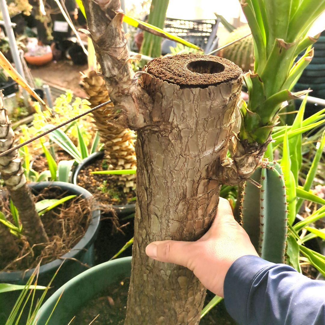 ユッカエレファンティペス青年の木2頭⑦アガベ チタノタドライガーデン大株良形