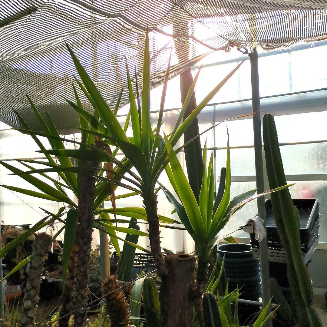 ユッカエレファンティペス青年の木2頭⑦アガベ チタノタドライガーデン大株良形