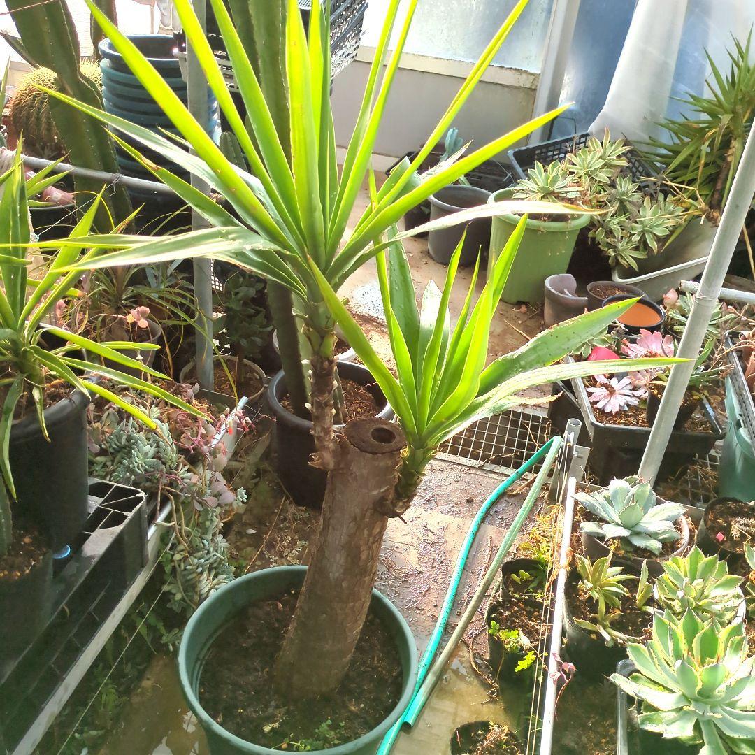 ユッカエレファンティペス青年の木2頭⑦アガベ チタノタドライガーデン大株良形