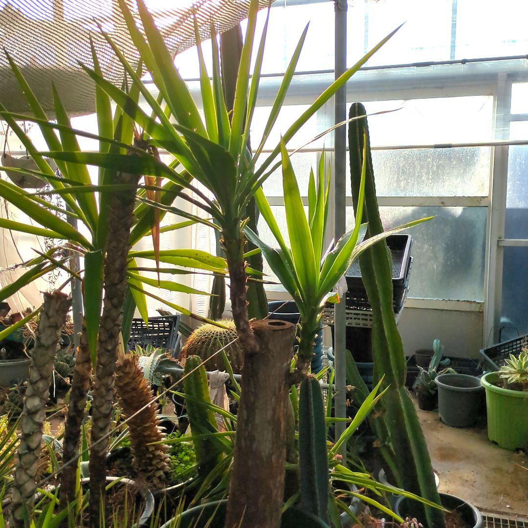 ユッカエレファンティペス青年の木2頭⑦アガベ チタノタドライガーデン大株良形