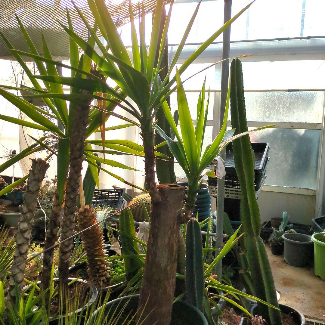 ユッカエレファンティペス青年の木2頭⑦アガベ チタノタドライガーデン大株良形