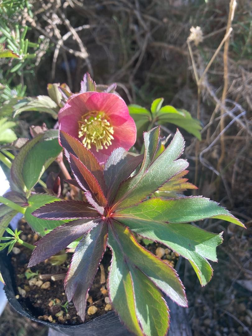 クリスマスローズ　実生苗　リグリクスムルチhyb 原種交配