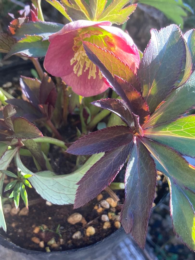 クリスマスローズ　実生苗　リグリクスムルチhyb 原種交配