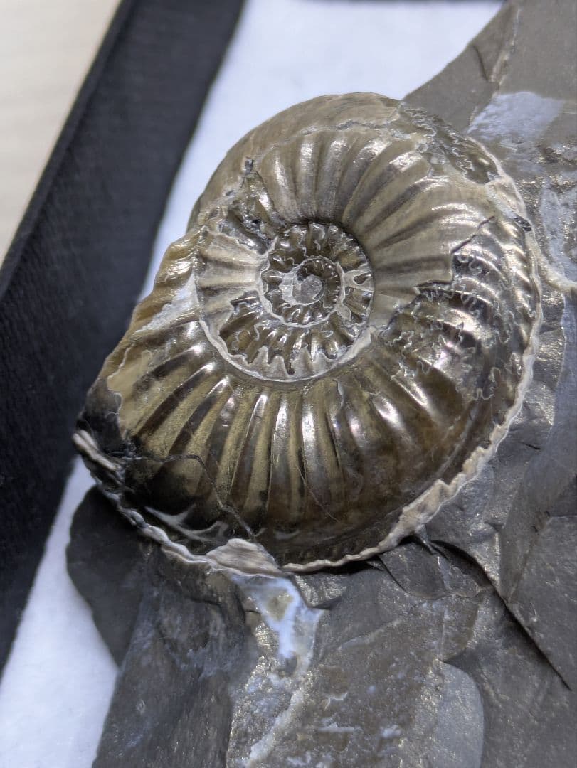 黄鉄鉱　アンモナイト　化石　標本　324