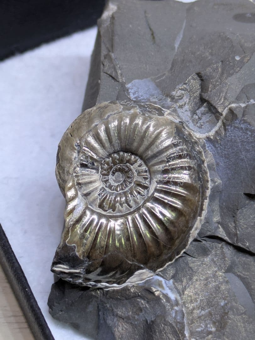 黄鉄鉱　アンモナイト　化石　標本　324