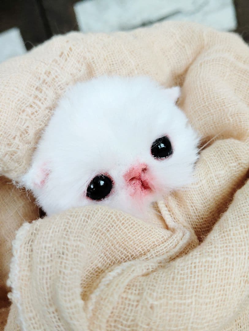 生後１０日♡子猫のポンちゃん♡クマたんとクッション♡アートドール♡ぬいぐるみ♡