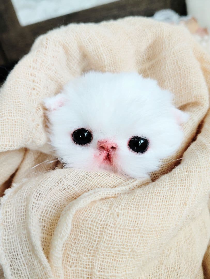 生後１０日♡子猫のポンちゃん♡クマたんとクッション♡アートドール♡ぬいぐるみ♡