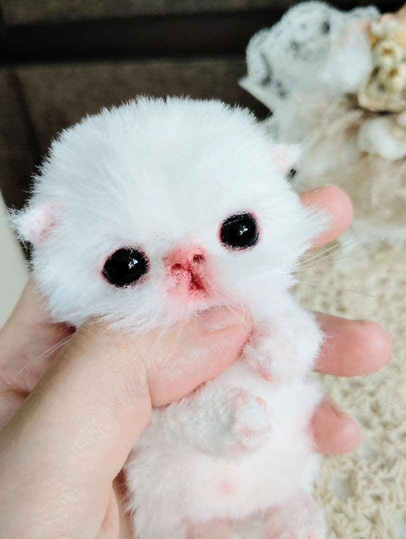 生後１０日♡子猫のポンちゃん♡クマたんとクッション♡アートドール♡ぬいぐるみ♡