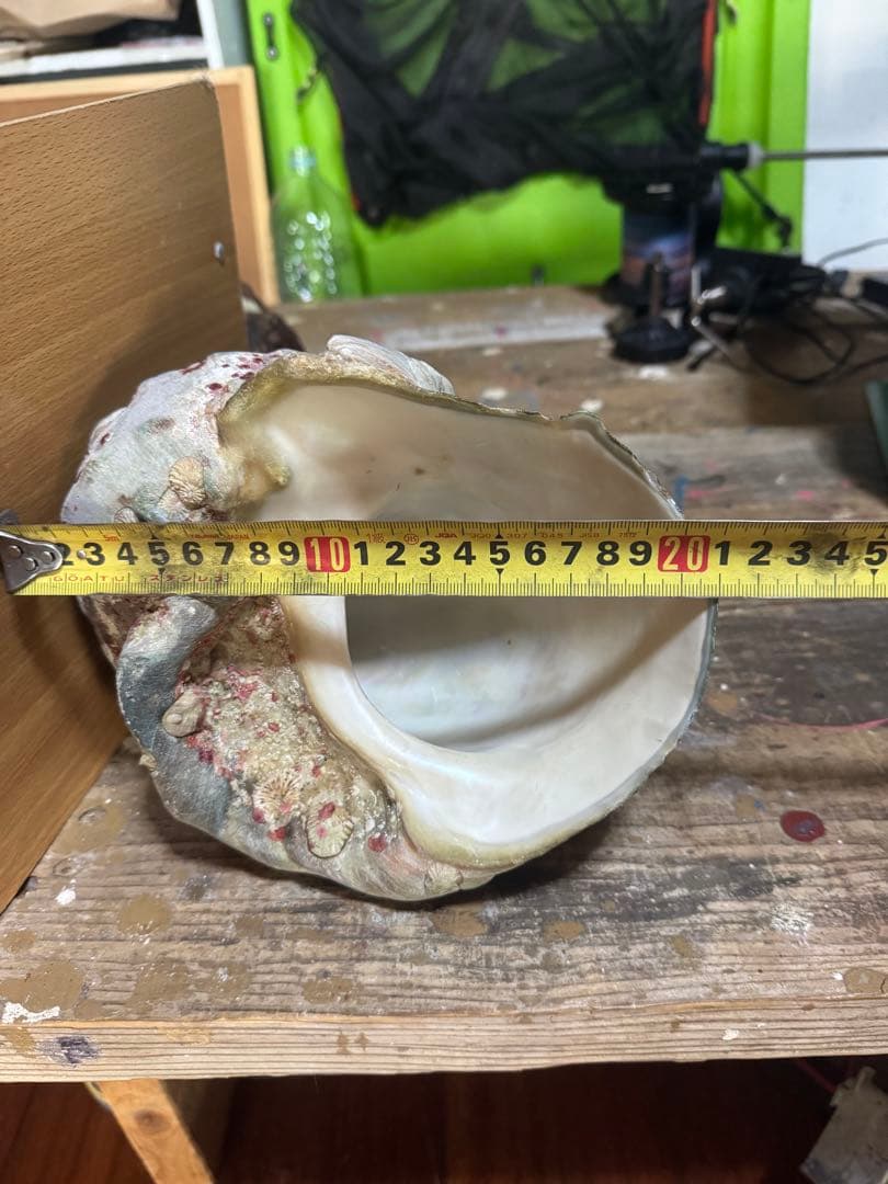 ⭐️特大夜光貝⭐️貝殻 約1.9kg ハンドメイド素材や置物等