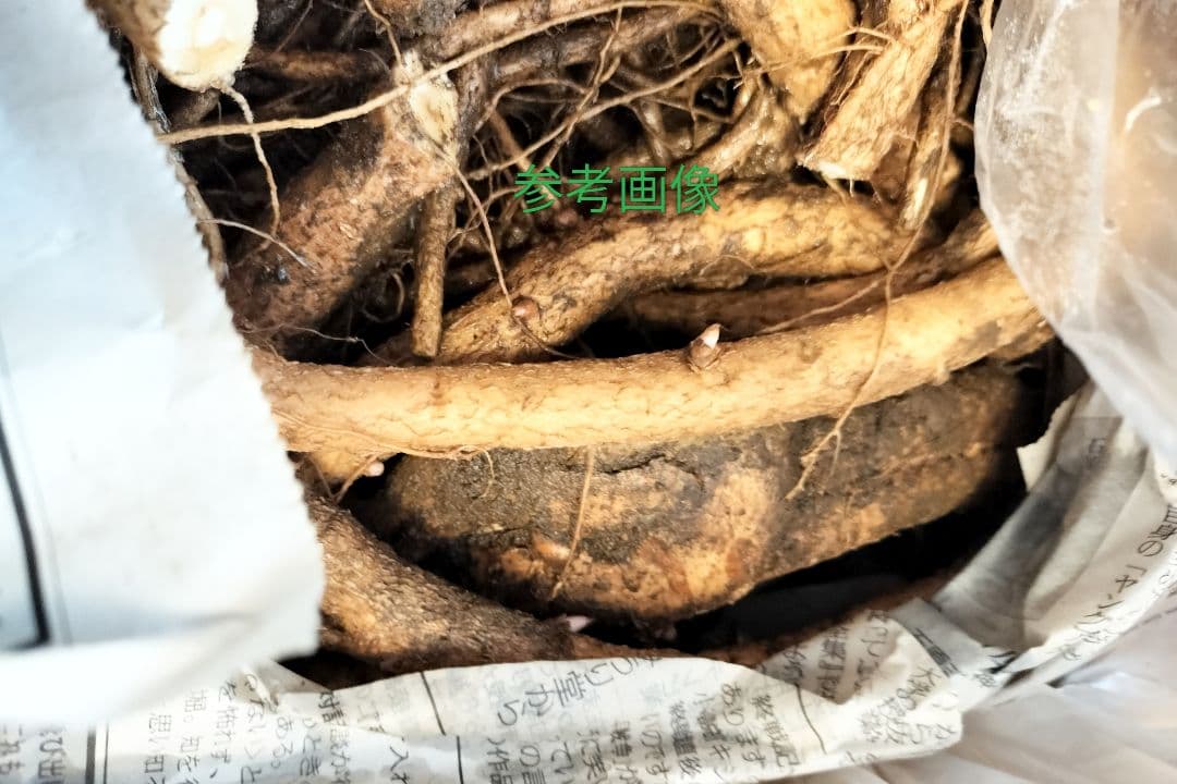 トゲなしタラの根　種根（タラの木）　段ボール60サイズいっぱい