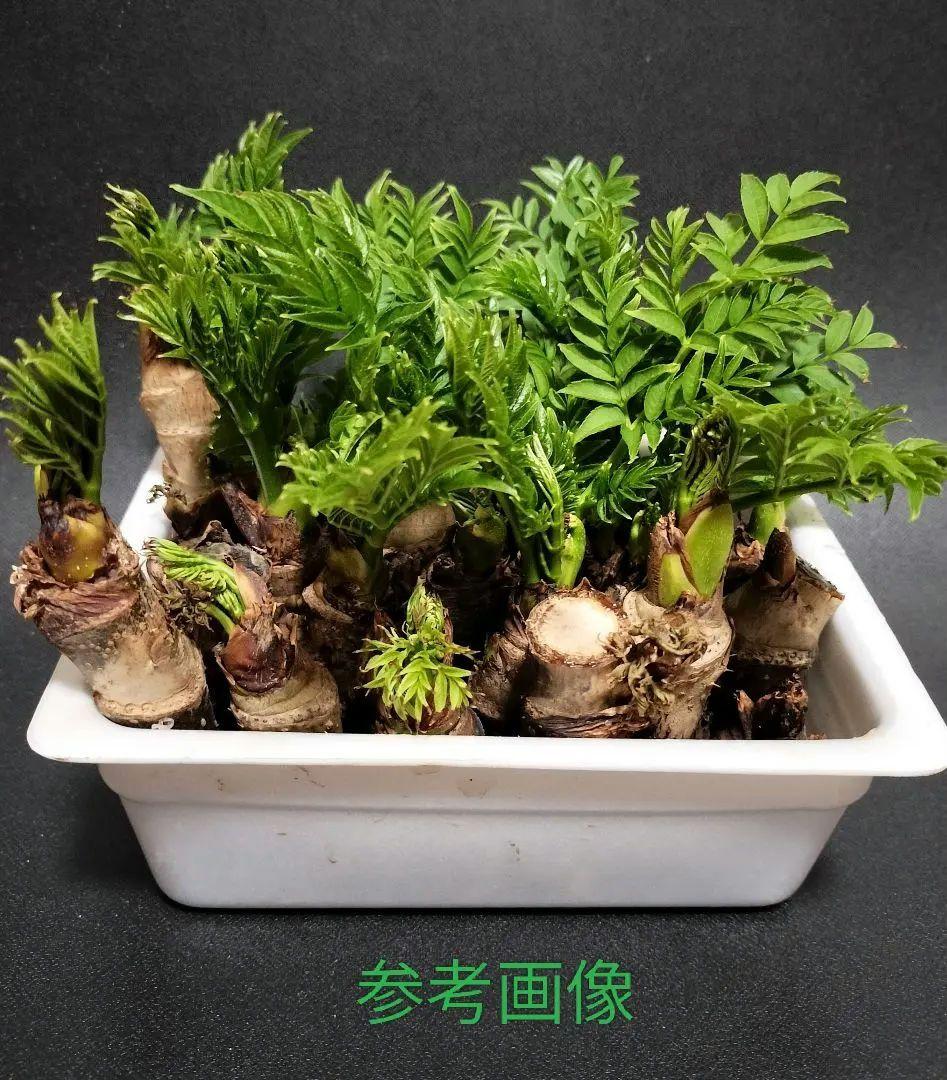 トゲなしタラの根　種根（タラの木）　段ボール60サイズいっぱい