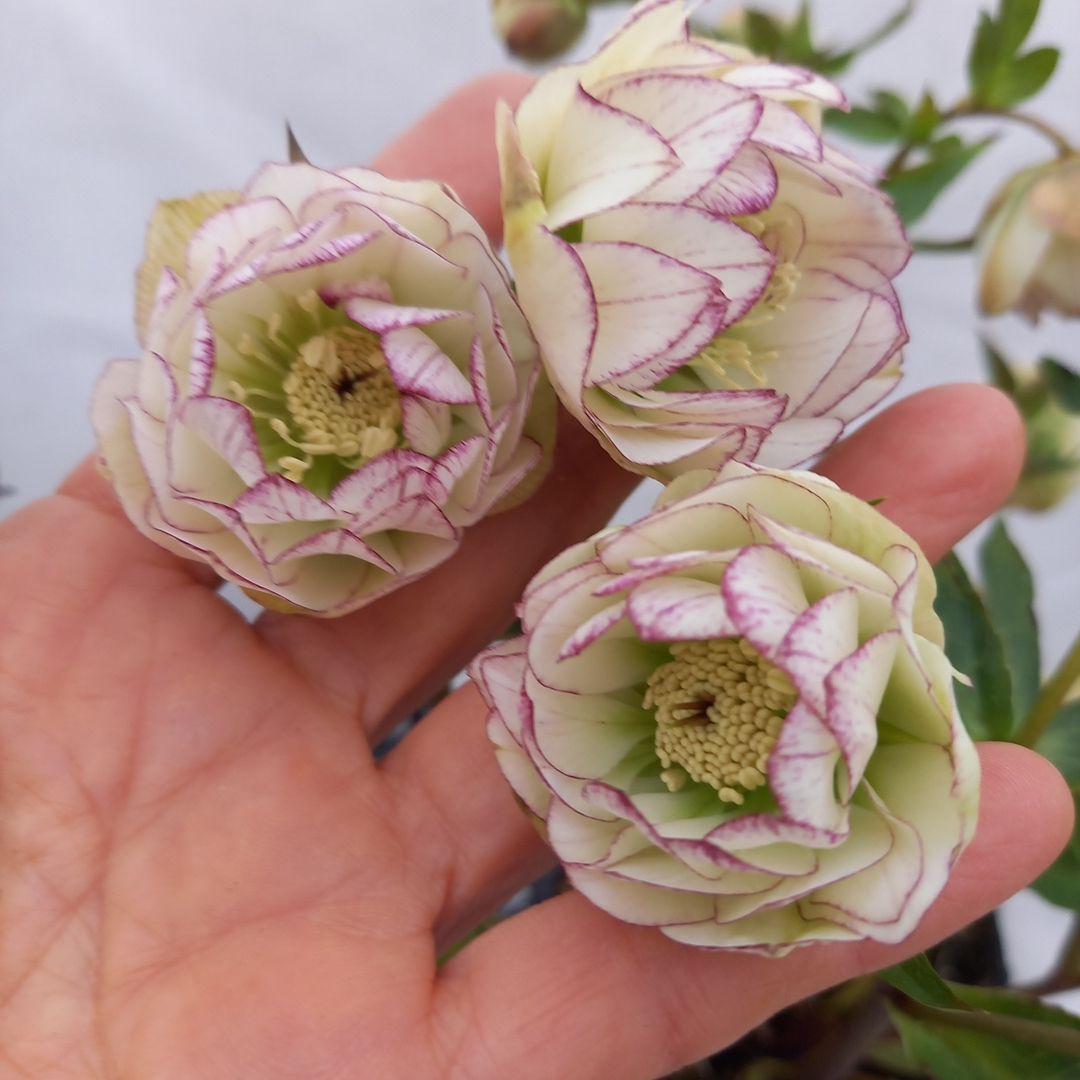 ダークショコラ&ホワイトピコティ2個セット、クリスマス、苗、開花株