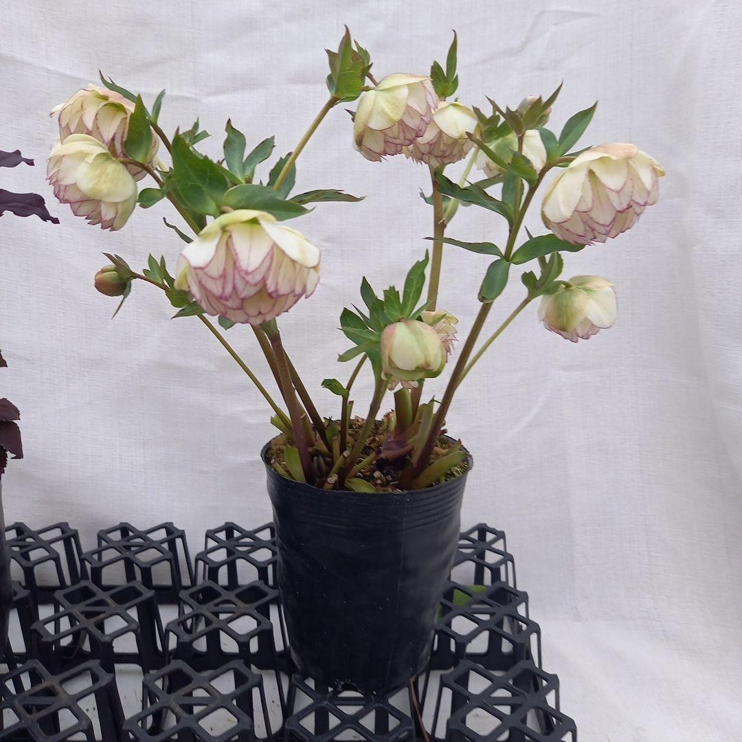 ダークショコラ&ホワイトピコティ2個セット、クリスマス、苗、開花株