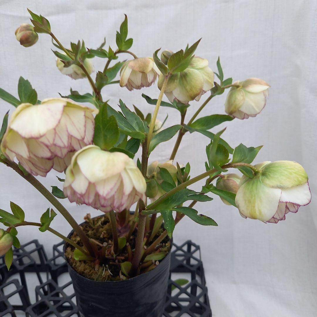 ダークショコラ&ホワイトピコティ2個セット、クリスマス、苗、開花株