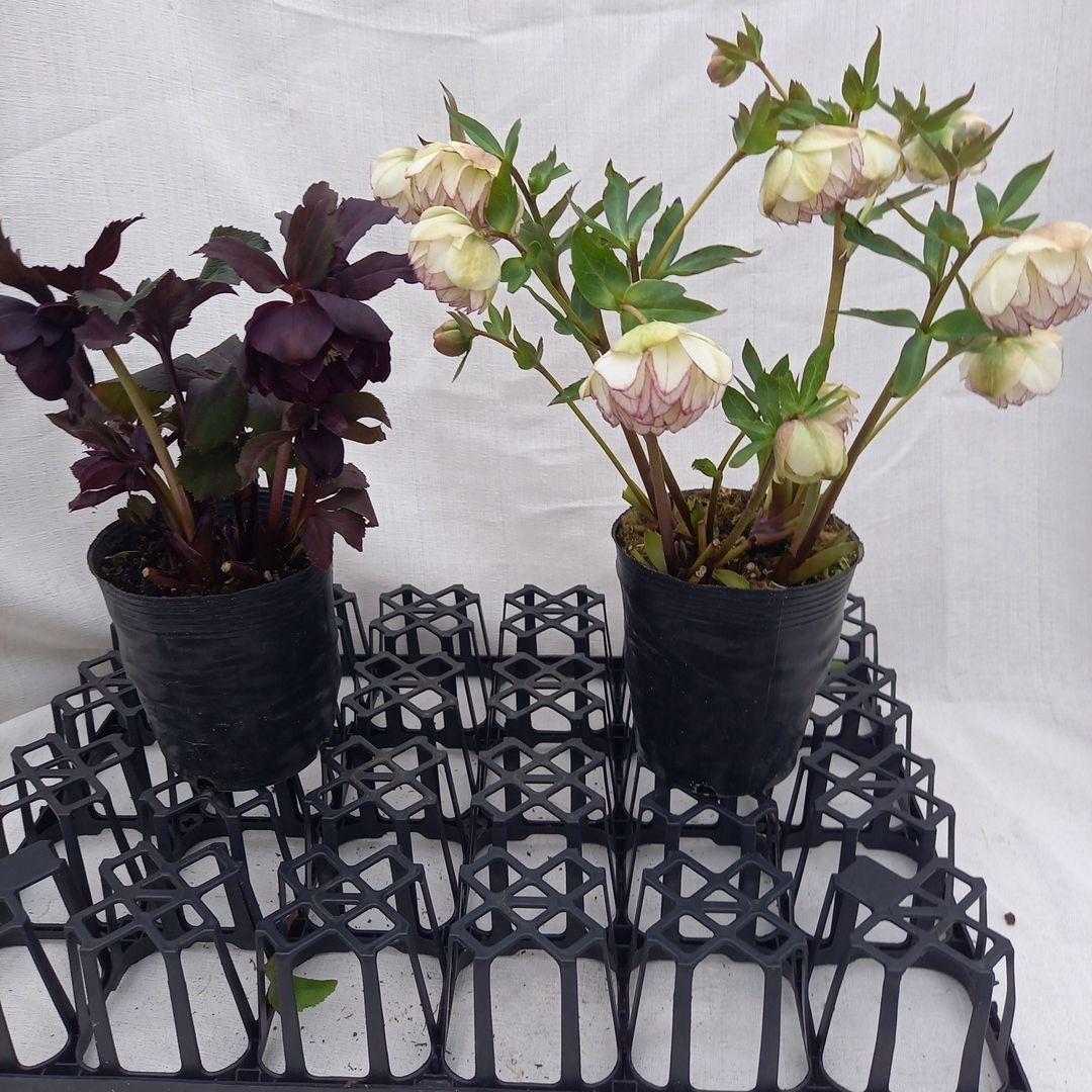 ダークショコラ&ホワイトピコティ2個セット、クリスマス、苗、開花株